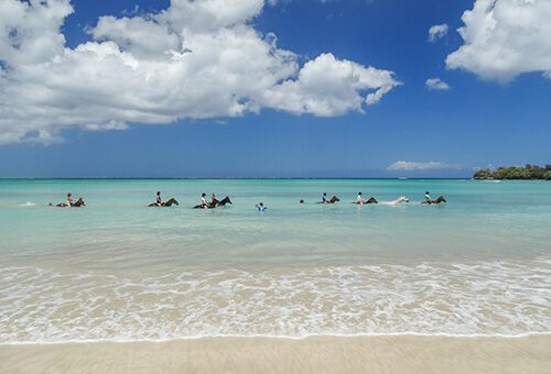 Swimming with horses image