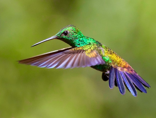 Hummingbird image