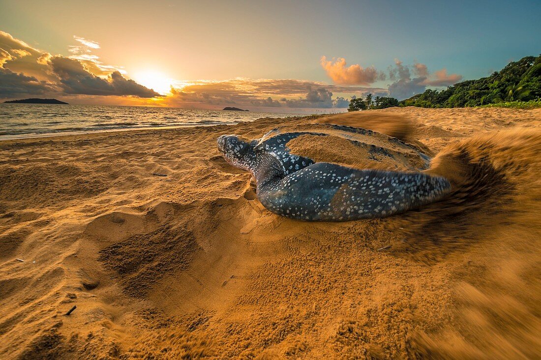 leatherback turtle